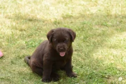 Labradorský retriver - čokoládový
