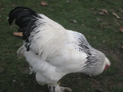 Nasadové vejce Brahmánka kolumbijská