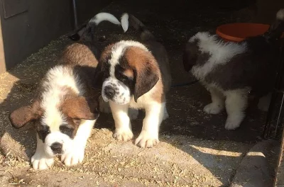 St Bernard Pup Na prodej