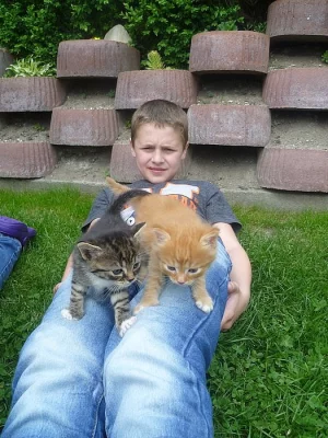 Koťata