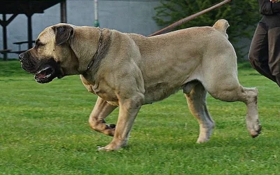 Boerboel -jihoafrický mastif s pp