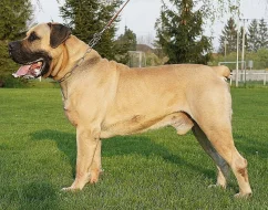 Boerboel -jihoafrický mastif s pp