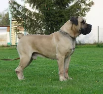 Boerboel -jihoafrický mastif s pp