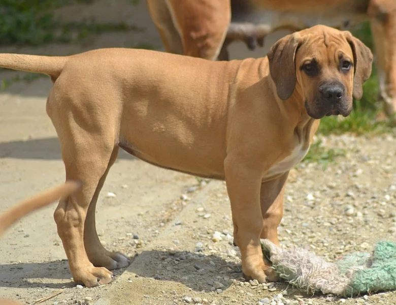 Boerboel -jihoafrický mastif s pp