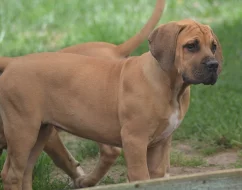 Boerboel -jihoafrický mastif s pp