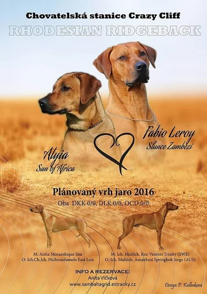 Rhodéský ridgeback - štěňata s PP