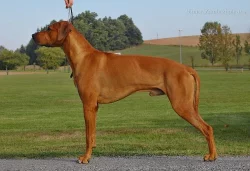 Rhodéský ridgeback - štěňata s PP