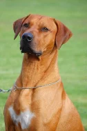 Rhodéský ridgeback - štěňata s PP