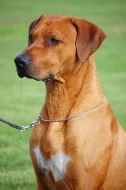 Rhodéský ridgeback - štěňata s PP
