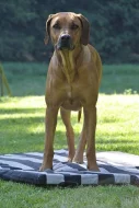 Rhodéský ridgeback - štěňata s PP