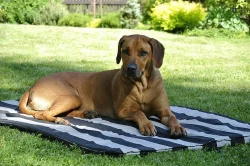 Rhodéský ridgeback - štěňata s PP