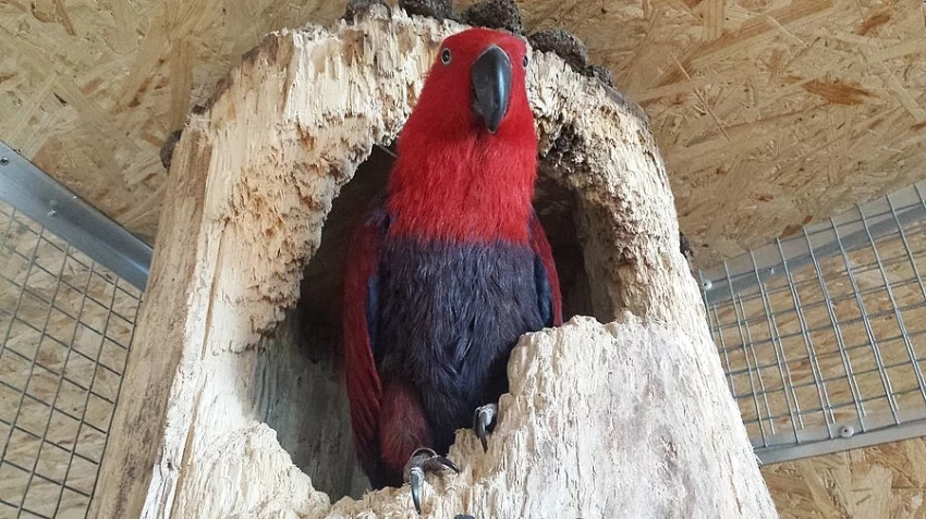 Prodám Eclectus Různobarvý