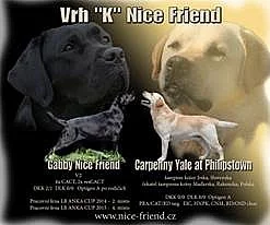 Krásná štěňátka Labradorského retrívra