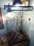 Chameleon jemenský+terarium