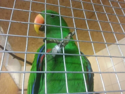 Prodám Eclectus Různobarvý