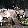 Prodej kozy