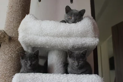 Kartouzská koťata Chartreux
