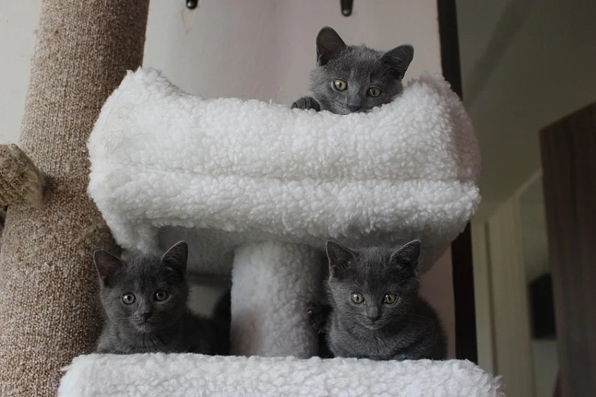 Kartouzská koťata Chartreux