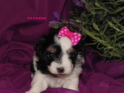 Biewer   yorkshire terrier s PP