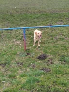 Nabízím Labradorského retrívra ke krytí