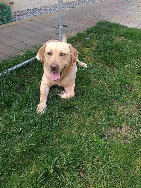 Nabízím Labradorského retrívra ke krytí