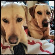 Nabízím Labradorského retrívra ke krytí