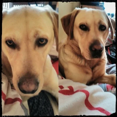 Nabízím Labradorského retrívra ke krytí