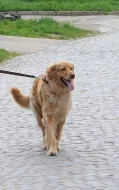 Štěňata Hovawartů s PP
