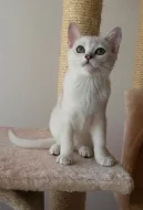 BURMILLA s PP k odběru