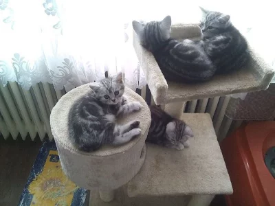 Britská mramorovaná koťátka whiskas s PP