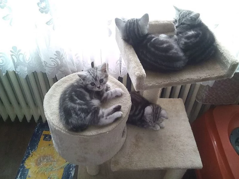 Britská mramorovaná koťátka whiskas s PP