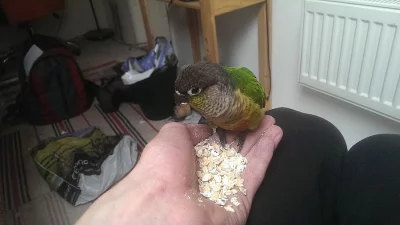 Prodám neuvěřitelného papouška (Pyrur Zelenolící)