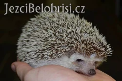 KRÁSNÁ MLÁĎATA JEŽKŮ BĚLOBŘICHÝCH + VÝBAVA