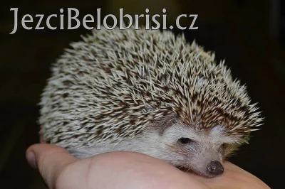 KRÁSNÁ MLÁĎATA JEŽKŮ BĚLOBŘICHÝCH + VÝBAVA