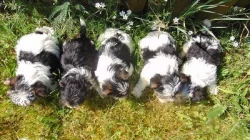 Biewer yorkshire terrier - štěňátka s PP