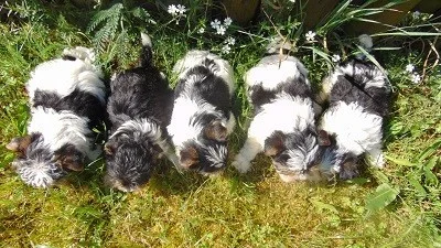 Biewer yorkshire terrier - štěňátka s PP