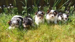 Biewer yorkshire terrier - štěňátka s PP
