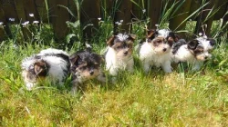 Biewer yorkshire terrier - štěňátka s PP