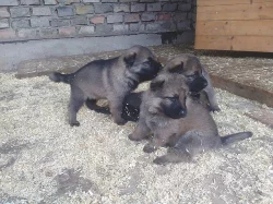 Německý ovčák štěňata
