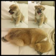 Štěňátka Akita Inu