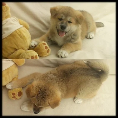 Štěňátka Akita Inu