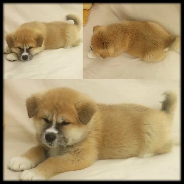 Štěňátka Akita Inu