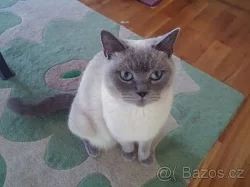 Krásná lila a modrá britská koťátka PLATÍ DO VYMAZÁNÍ
