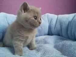 Krásná lila a modrá britská koťátka PLATÍ DO VYMAZÁNÍ