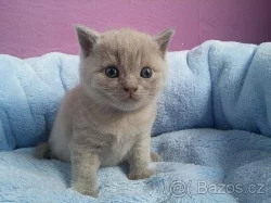 Krásná lila a modrá britská koťátka PLATÍ DO VYMAZÁNÍ