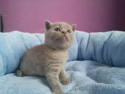 Krásná lila a modrá britská koťátka PLATÍ DO VYMAZÁNÍ