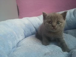Krásná lila a modrá britská koťátka PLATÍ DO VYMAZÁNÍ