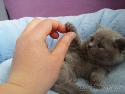 Krásná lila a modrá britská koťátka PLATÍ DO VYMAZÁNÍ