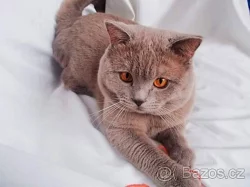 Krásná lila a modrá britská koťátka PLATÍ DO VYMAZÁNÍ