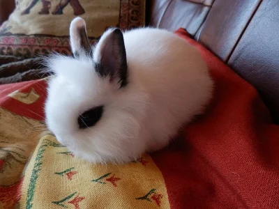 ZAKRSLÝ KRÁTKOUCHÝ HOTOTSKÝ KRÁLÍČEK (LVÍČEK)